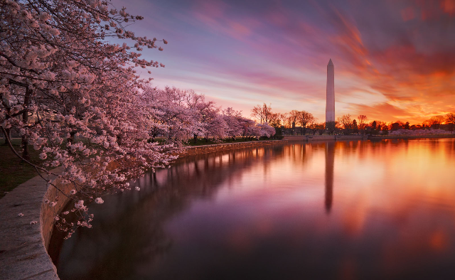 春天樱花盛开的华盛顿